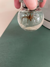 Load image into Gallery viewer, Amazing at manifesting - taxidermy